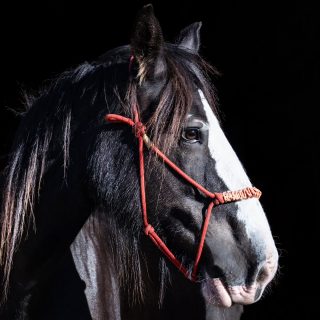 Name: Spirited Saffie Breed: Clydesdale ...