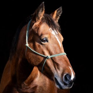 Name: Happy Harley Breed: Kaimanawa ...