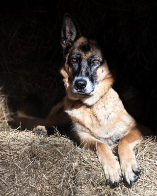 MOE the Farm dog Born 2017 Breed: Belgian ...